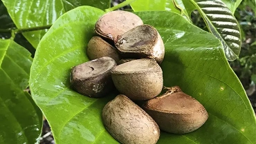 L’huile bienfaisante d’Andiroba et sa récolte respectueuse de l’environnement