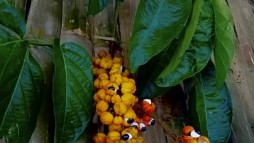 Guarana d’Amazonie : Bienfaits, récolte traditionnelle et légende indigène