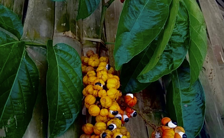 Guarana d’Amazonie : Bienfaits, récolte traditionnelle et légende indigène