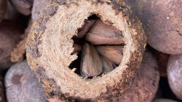 Récolte de la noix d’Amazonie : un trésor au coeur de la jungle