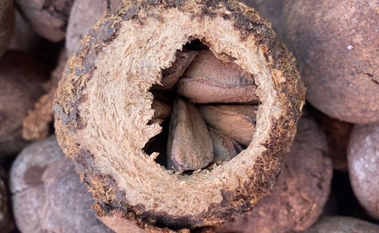 Récolte de la noix d’Amazonie : un trésor au coeur de la jungle